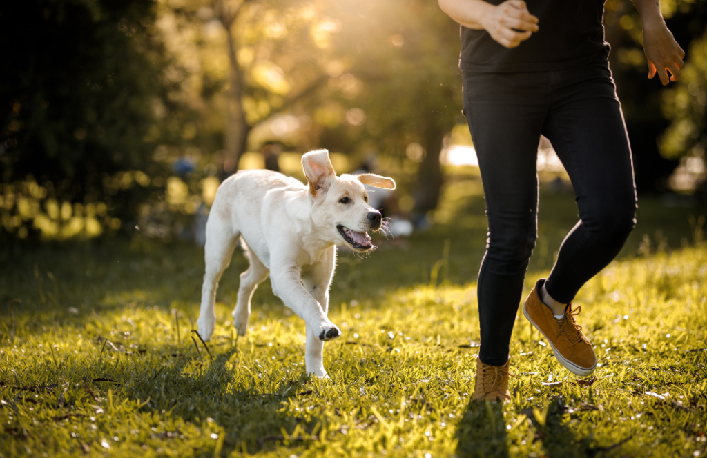 Hundehalterhaftpflicht – Dein Tierversicherer