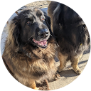 Angelika Berghäuser profile picture