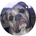 Auctor Wyverex profile picture